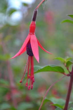 Hækfuchsia Fuchsia magellanica 'Gracilis' 5-10 potte P9