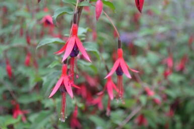 Fuchsia de Magellan Fuchsia magellanica 'Gracilis' 5-10 Pot 9x9 cm (P9)