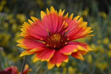 Gaillardia 'Bijou' Kokardblomstersläktet 5-10 i kruka P9