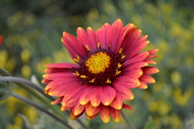 Kokarde Gaillardia 'Burgunder' 5-10 potte P9