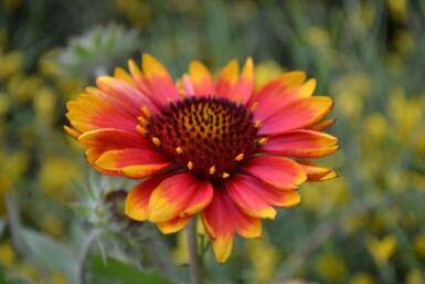 Gaillardia 'Kobold' Kokardblomstersläktet 5-10 i kruka P9