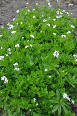 Galium odoratum Tuoksumatara 5-10 i kruka P9