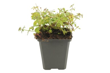 Gaillet odorant Galium odoratum 5-10 Pot 9x9 cm (P9)