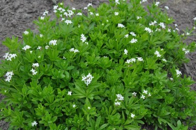 Galium odoratum Tuoksumatara 5-10 i kruka P9