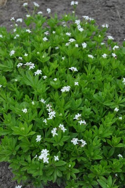 Galium odoratum Tuoksumatara 5-10 i kruka P9