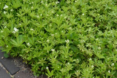 Galium odoratum Tuoksumatara 5-10 i kruka P9