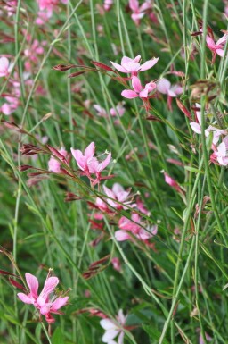 Gaura lindheimeri 'Siskiyou Pink' Sommarljus 5-10 i kruka P9