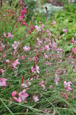 Gaura lindheimeri 'Siskiyou Pink' Sommarljus 5-10 i kruka P9