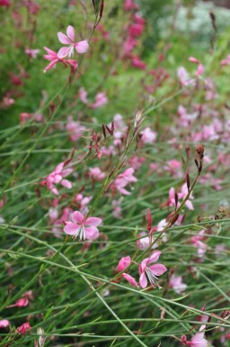 Gaura lindheimeri 'Siskiyou Pink' Sommarljus 5-10 i kruka P9