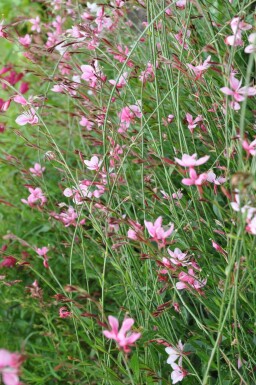 Gaura lindheimeri 'Siskiyou Pink' Sommarljus 5-10 i kruka P9