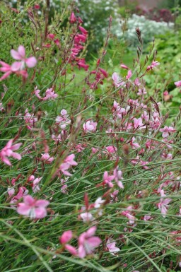 Gaura lindheimeri 'Siskiyou Pink' Sommarljus 5-10 i kruka P9