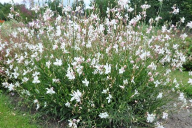 Onagre de lindheimer Gaura lindheimeri 'Whirling Butterflies' 5-10 Pot 9x9 cm (P9)