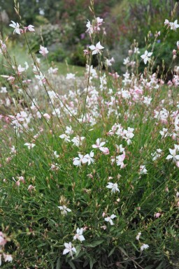 Onagre de lindheimer Gaura lindheimeri 'Whirling Butterflies' 5-10 Pot 9x9 cm (P9)