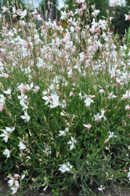 Gaura Gaura lindheimeri 'Whirling Butterflies' 5-10 potte P9