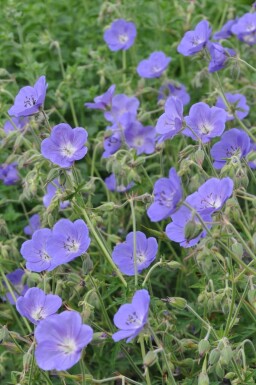 Geranium 'Brookside' Trädgårdsnäva 5-10 i kruka P9