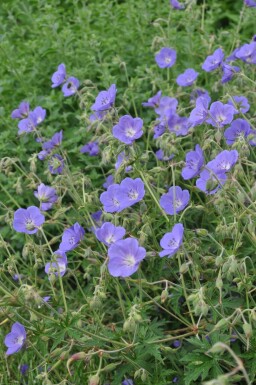 Geranium 'Brookside' Trädgårdsnäva 5-10 i kruka P9