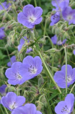 Geranium 'Brookside' Trädgårdsnäva 5-10 i kruka P9