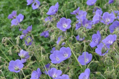 Geranium 'Brookside' Trädgårdsnäva 5-10 i kruka P9