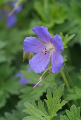 Geranium 'Johnson's Blue' Trädgårdsnäva 5-10 i kruka P9