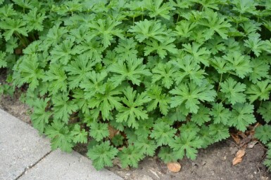 Geranium 'Johnson's Blue' Trädgårdsnäva 5-10 i kruka P9