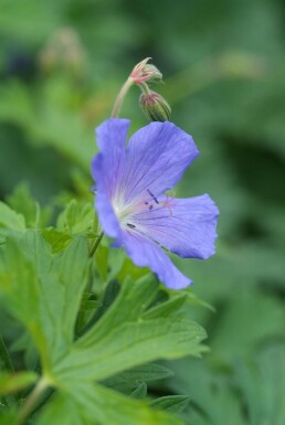 Geranium 'Johnson's Blue' Trädgårdsnäva 5-10 i kruka P9