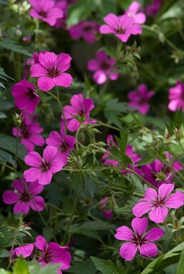 Storkenæb Geranium 'Patricia' 5-10 potte P9