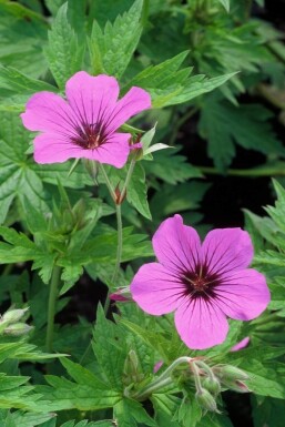 Storkenæb Geranium 'Patricia' 5-10 potte P9