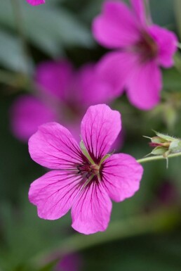 Storkenæb Geranium 'Patricia' 5-10 potte P9