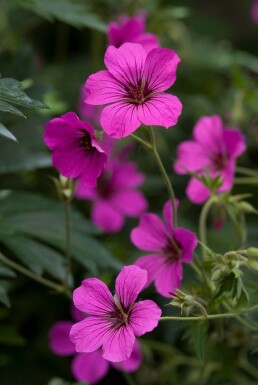 Storkenæb Geranium 'Patricia' 5-10 potte P9