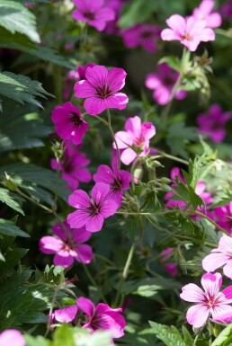 Storkenæb Geranium 'Patricia' 5-10 potte P9