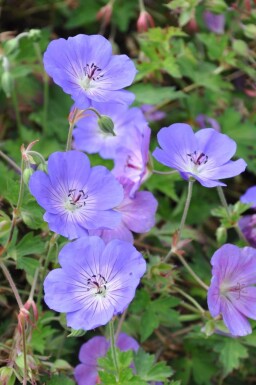 Geranium 'Rozanne' Nävor 5-10 i kruka P9