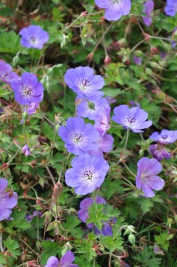 Geranium 'Rozanne' Nävor 5-10 i kruka P9