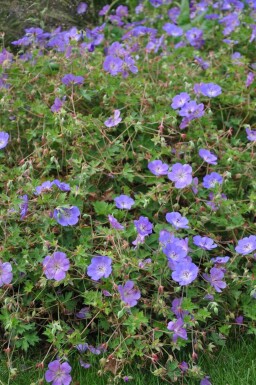 Geranium 'Rozanne' Nävor 5-10 i kruka P9