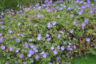 Geranium 'Rozanne' Nävor 5-10 i kruka P9