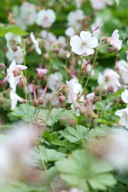 Géranium Geranium × cantabrigiense 'Biokovo' 5-10 Pot 9x9 cm (P9)