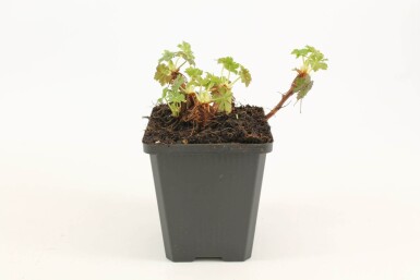 Géranium Geranium × cantabrigiense 'Biokovo' 5-10 Pot 9x9 cm (P9)