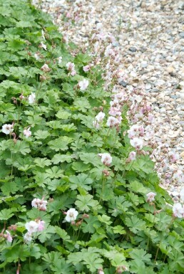 Géranium Geranium × cantabrigiense 'Biokovo' 5-10 Pot 9x9 cm (P9)