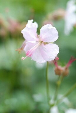 Tæppestorkenæb Geranium × cantabrigiense 'Biokovo' 5-10 potte P9