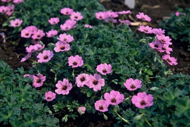 Hvidgrå storkenæb Geranium cinereum 'Ballerina' 5-10 potte P9