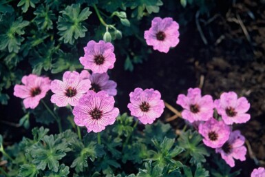 Ooievaarsbek Geranium cinereum 'Ballerina' 5-10 Pot P9