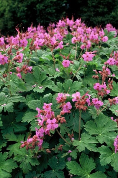 Geranium macrorrhizum