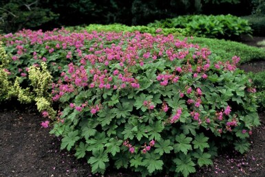 Geranium macrorrhizum Flocknäva 5-10 i kruka P9