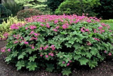 Geranium macrorrhizum Flocknäva 5-10 i kruka P9