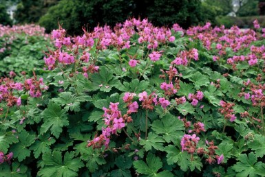 Geranium macrorrhizum Flocknäva 5-10 i kruka P9