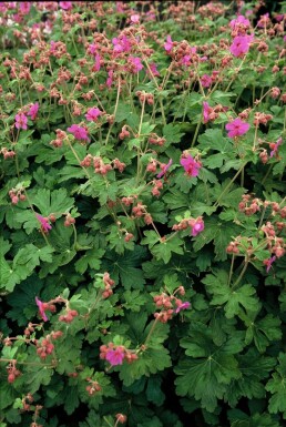 Storrodet storkenæb Geranium macrorrhizum 'Bevan's Variety' 5-10 potte P9