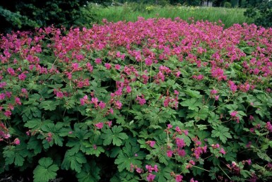 Géranium à grosses racines Geranium macrorrhizum 'Bevan's Variety' 5-10 Pot 9x9 cm (P9)