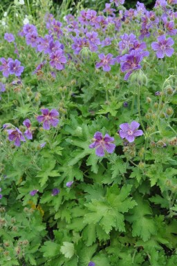 Geranium × magnificum Kungsnäva 5-10 i kruka P9