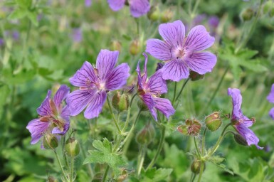 Geranium × magnificum Kungsnäva 5-10 i kruka P9