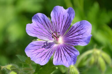 Geranium × magnificum Kungsnäva 5-10 i kruka P9