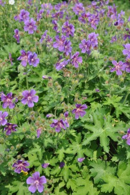 Geranium × magnificum Kungsnäva 5-10 i kruka P9